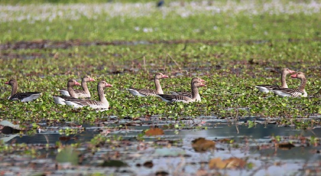 बेलौरी आइपुगे प्रवासी पक्षी