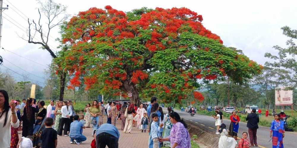 गुलमोहरले जित्न थाल्यो मन