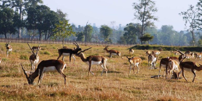 दुर्लभ वन्यजन्तु कृष्णसारको संख्या वृद्धि